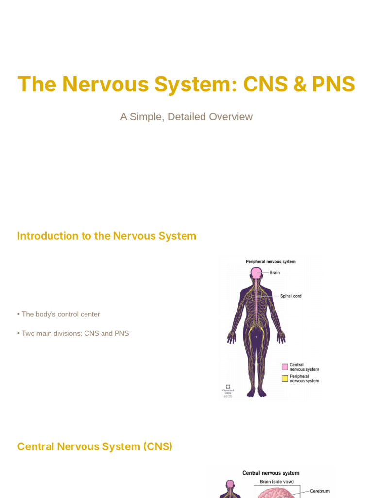 The Nervous System: CNS & PNS | PDF