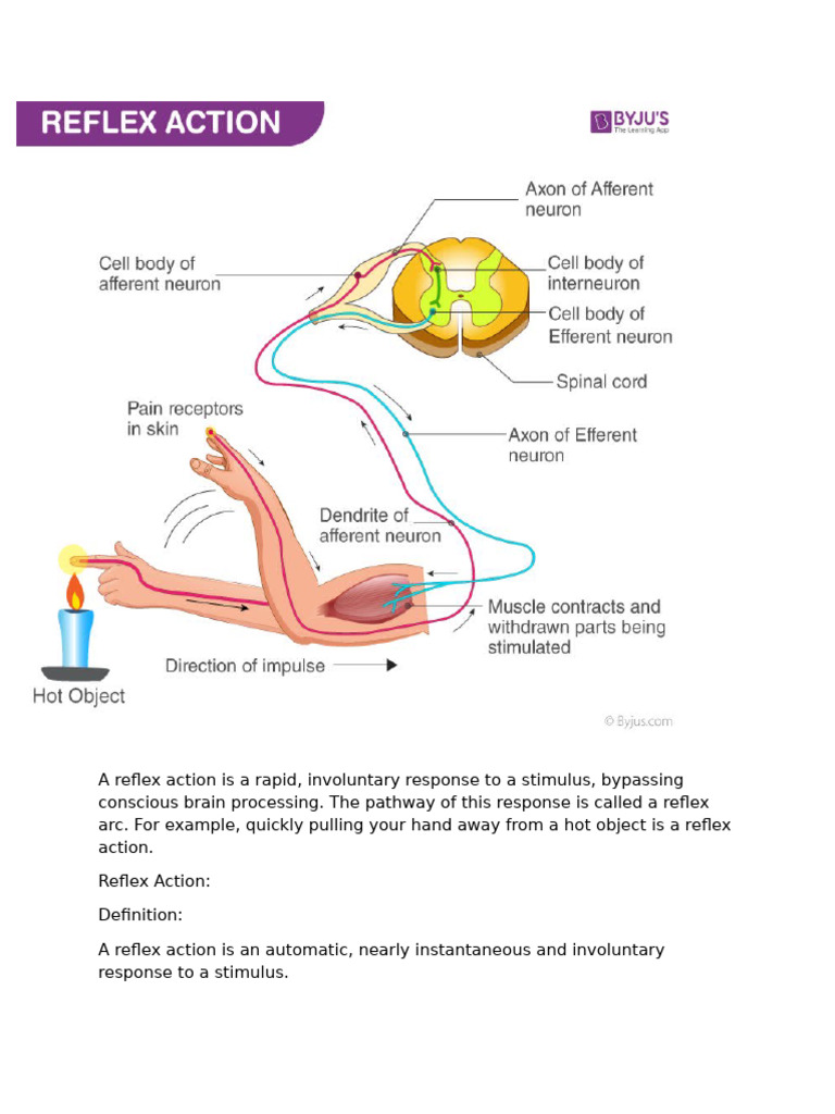 Understanding Reflex Arcs in Class 10 | PDF