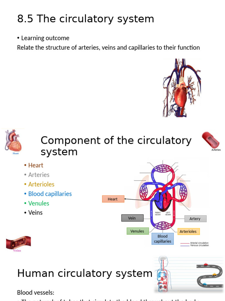 8.5 The Circulatory System Blood Vessels | PDF | Artery | Vein