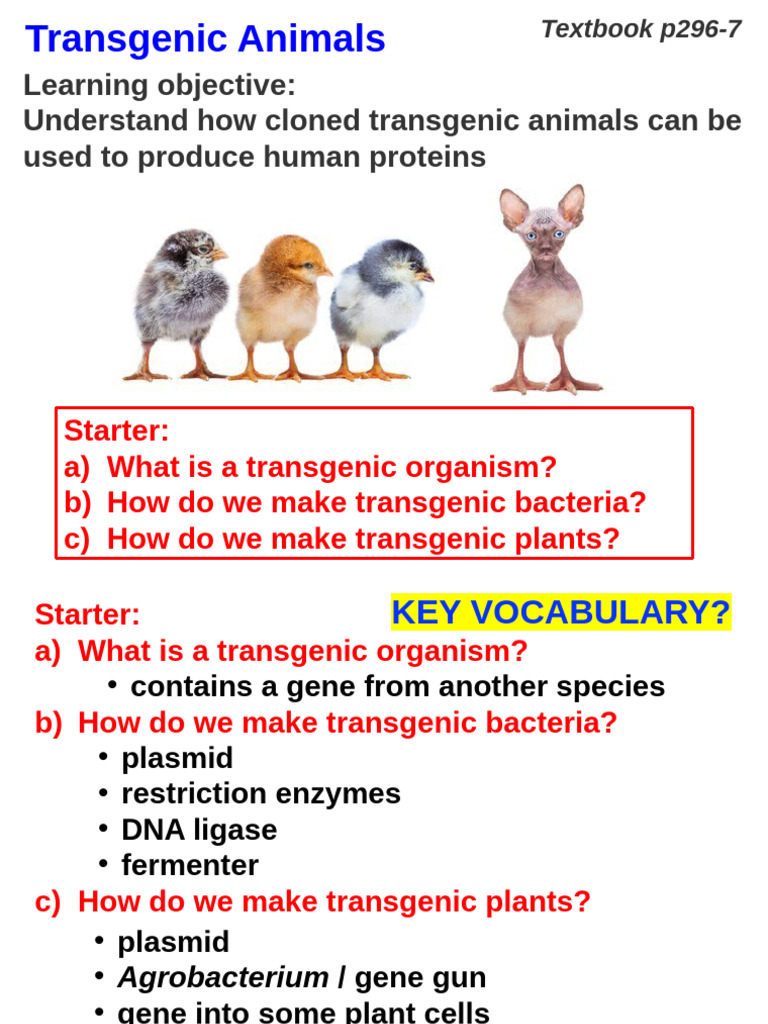 Cloning Transgenic Animals for Protein Production | PDF | Transgene ...