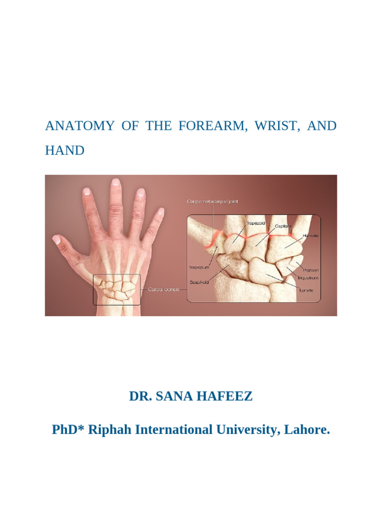 Forearm, Wrist, and Hand Anatomy Guide | PDF | Hand | Thumb