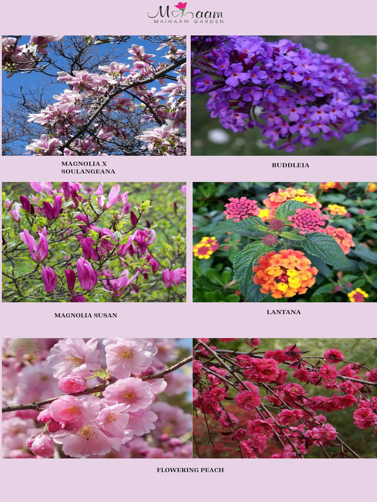 Kent Amarula Plant Varieties | PDF