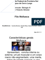 Características gerais dos moluscos