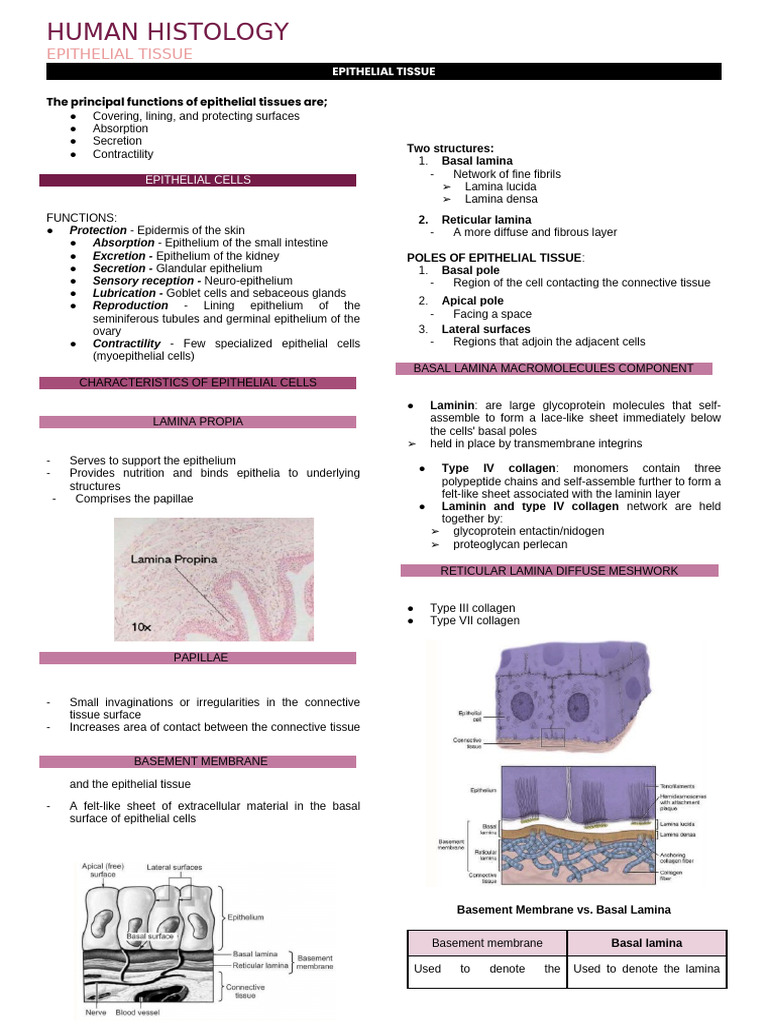 Epithelial Tissue Functions and Structure | PDF | Epithelium | Cell ...