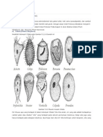 Ciri Ciri Ciliata Dan Sporozoa