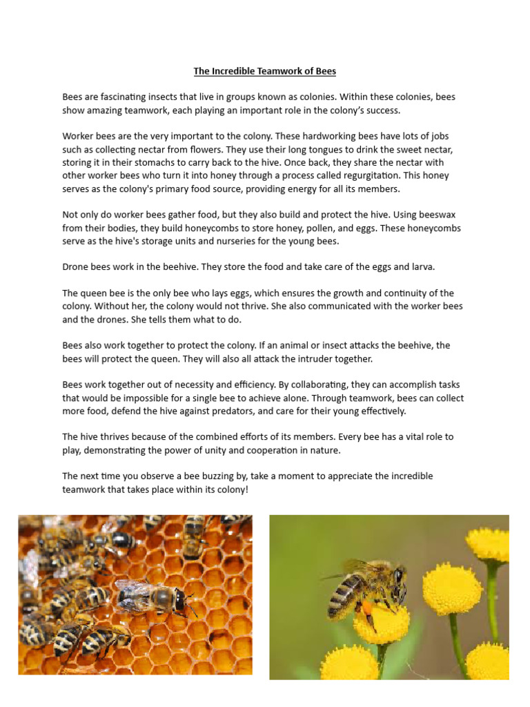 Teamwork in Animal Kingdom: Bees to Wildebeests | PDF | Honey Bee | Beehive