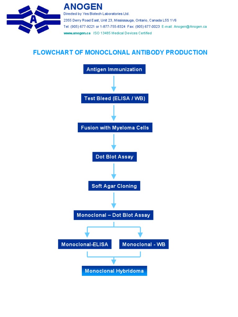 Monoclonal Antibody Production Flowchart | PDF