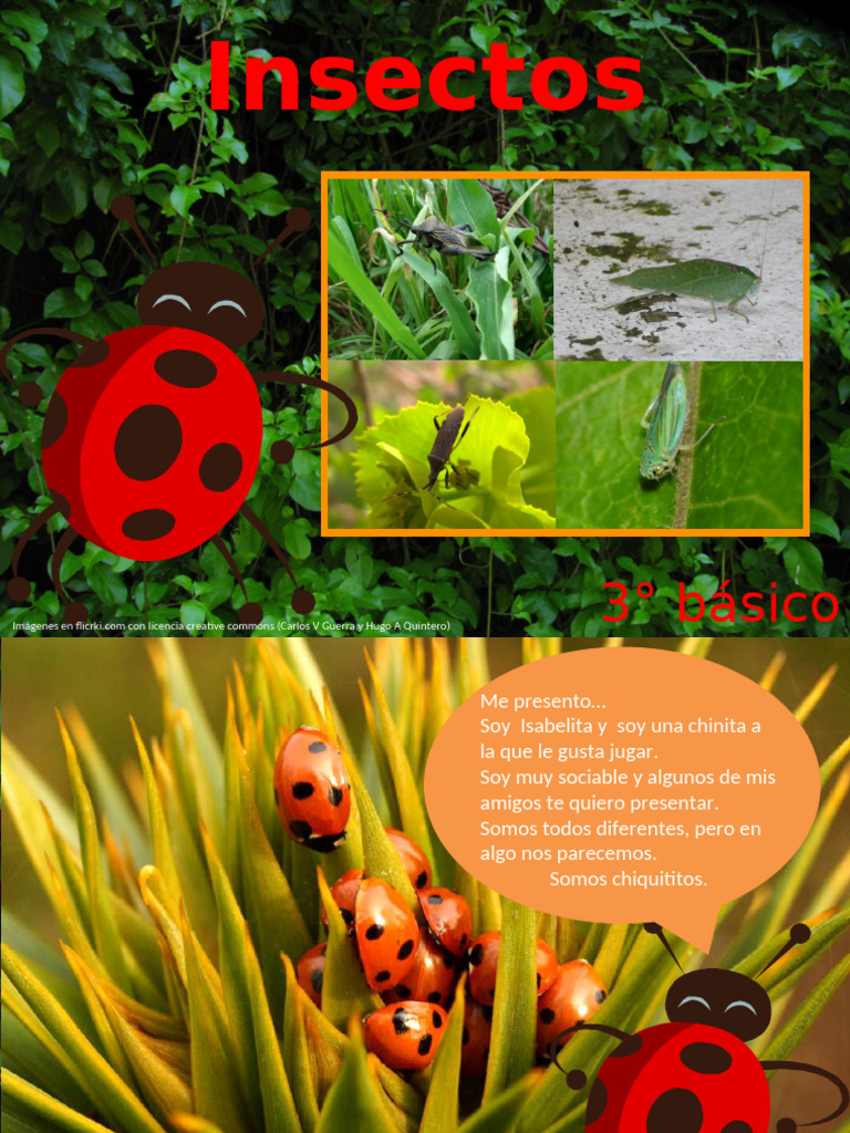 Insectos: Diversidad y Características | PDF | Insectos