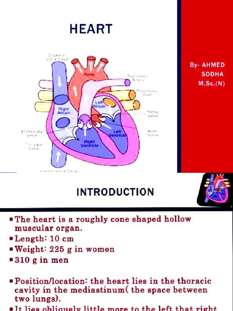 Anatomy of Heart | PDF