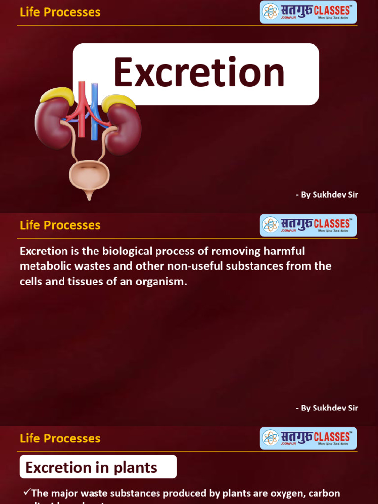Excretion Processes in Humans and Plants | PDF | Kidney | Excretion