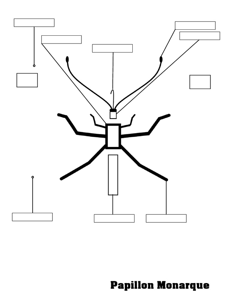 Anatomie du Papillon Monarque PDF — free download