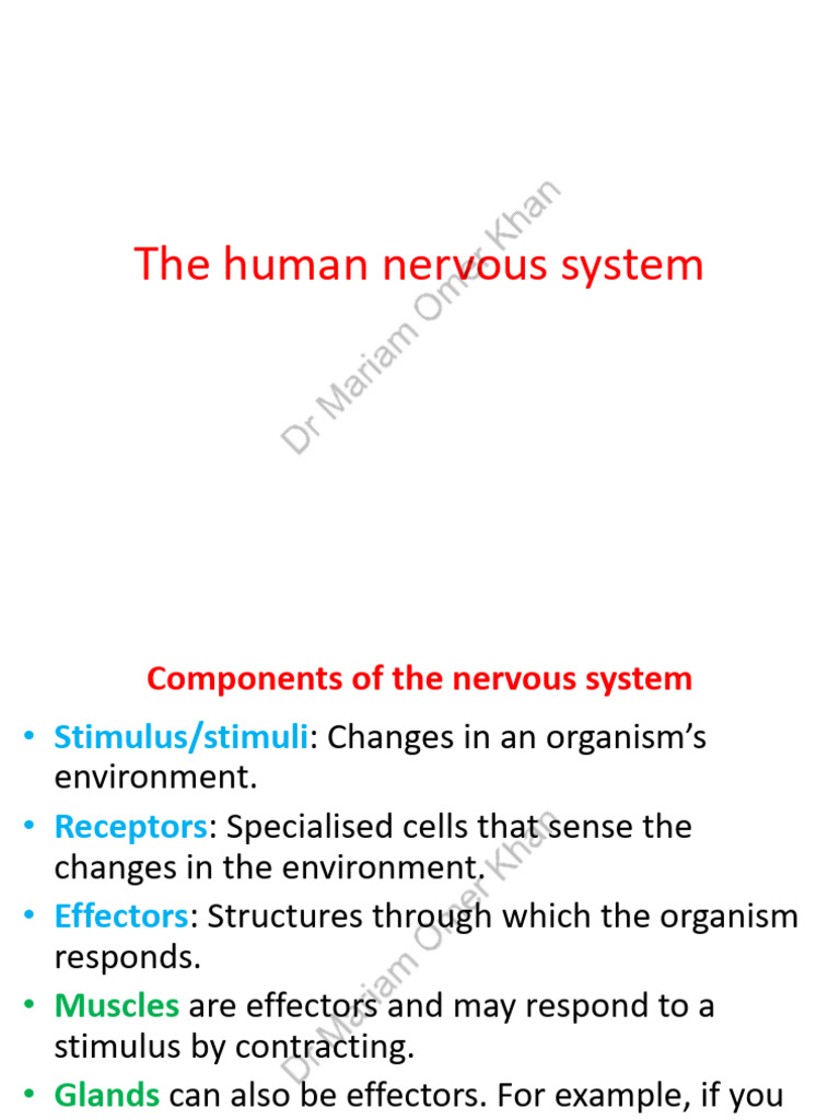 Overview of the Human Nervous System | PDF | Neuron | Nervous System