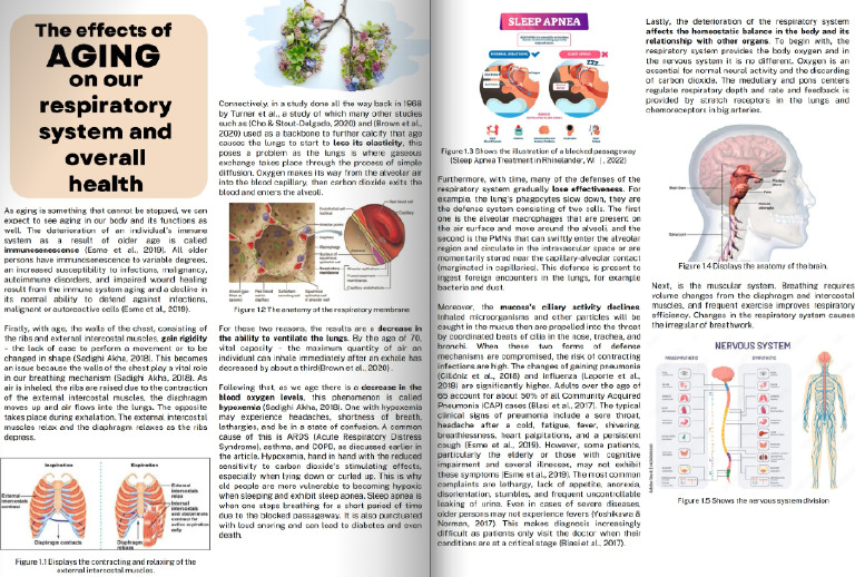 The Effects of Aging On Our Respiratory System | PDF