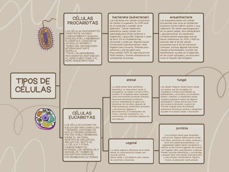 Tipos de Células: Procariotas y Eucariotas | PDF | Biología Celular ...
