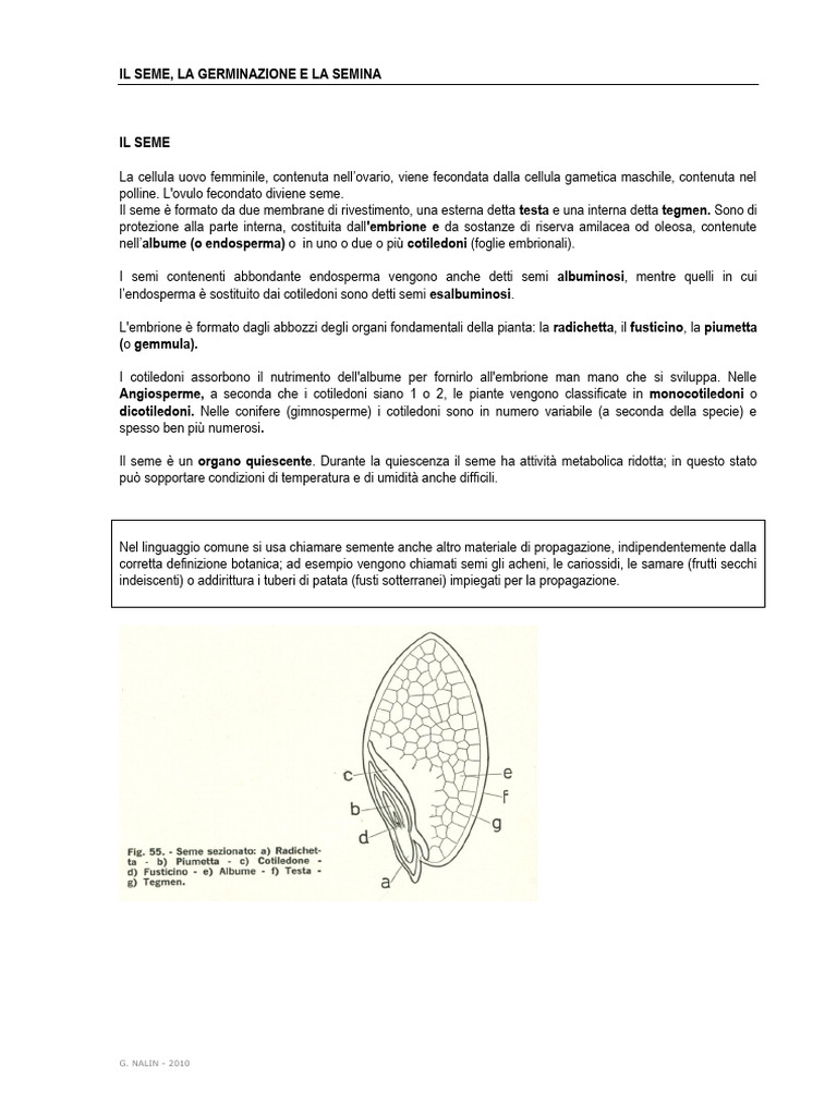 Seme, Semina, Germinazione | PDF