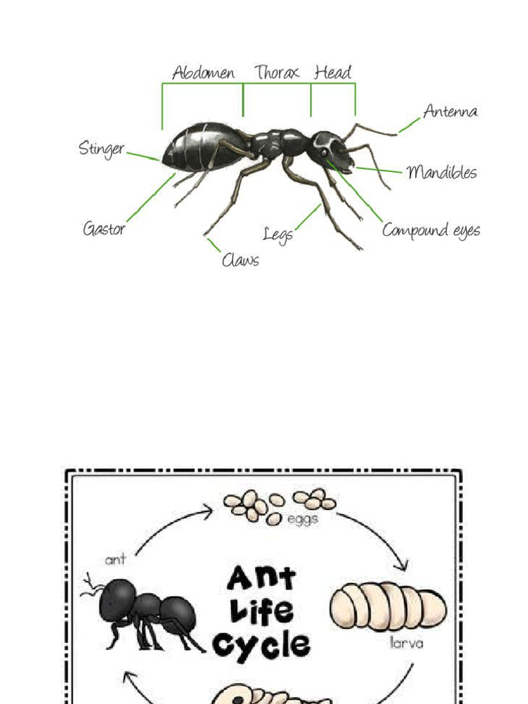 ANTS | PDF