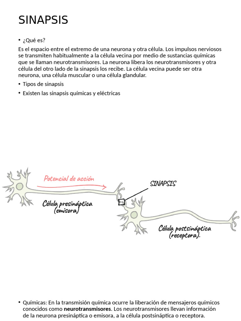 Sinapsis y Unidad Motora en Movimiento | PDF | Sinapsis | Neurona