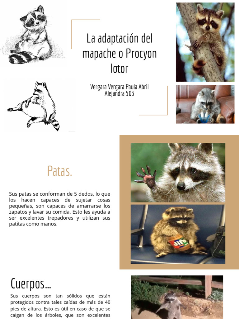 Adaptación y defensa del mapache Procyon lotor | PDF