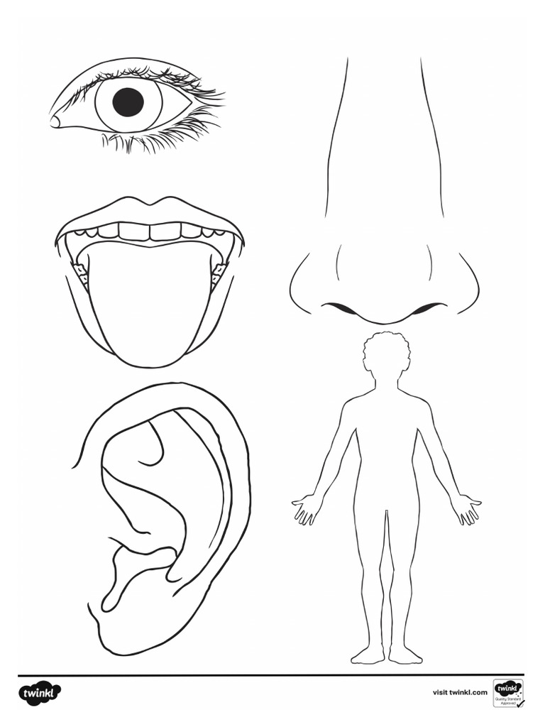 T TP 2662564 Body Parts Colouring Page - Ver - 1 | PDF