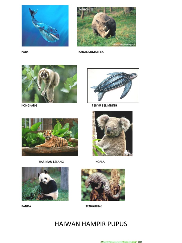 Haiwan Hampir Pupus Pdf