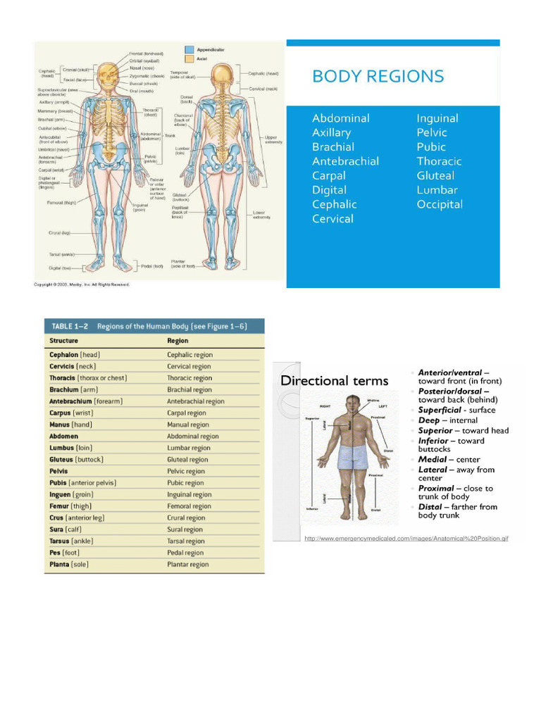 Regions | PDF