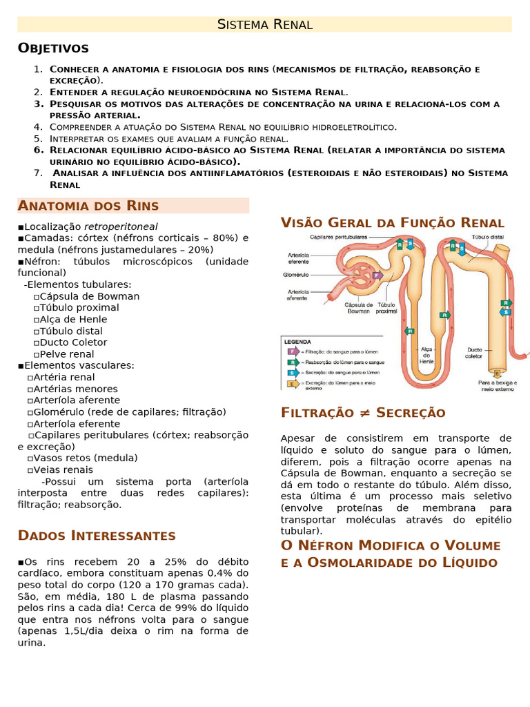 Anatomia e Função do Sistema Renal | PDF | Rim | Sistema urinário