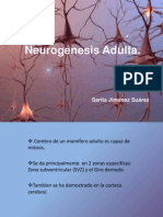 Neurogénesis Adulta - P. Angulo