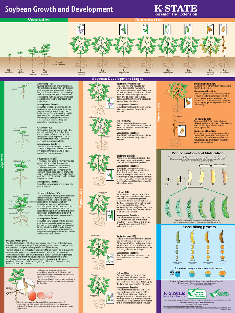 soybean-growth-stages-overview-pdf-leaf-seed