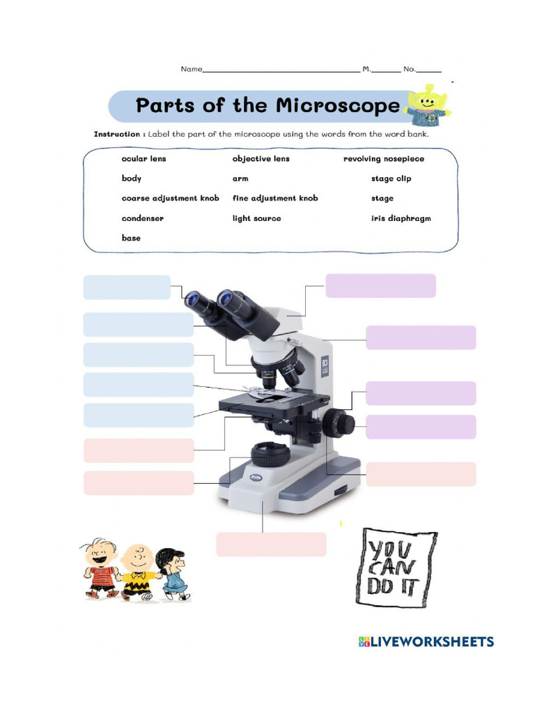 Worksheet Microscope | PDF
