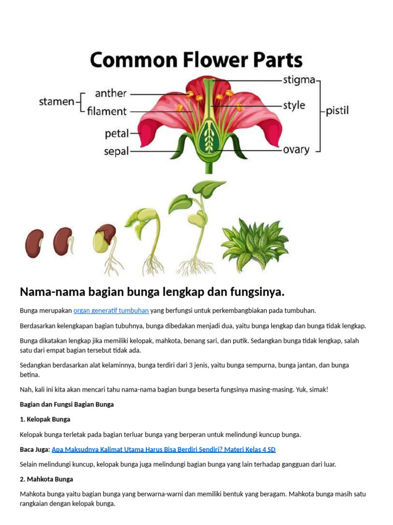 Fungsi Bagian-Bagian Bunga | PDF