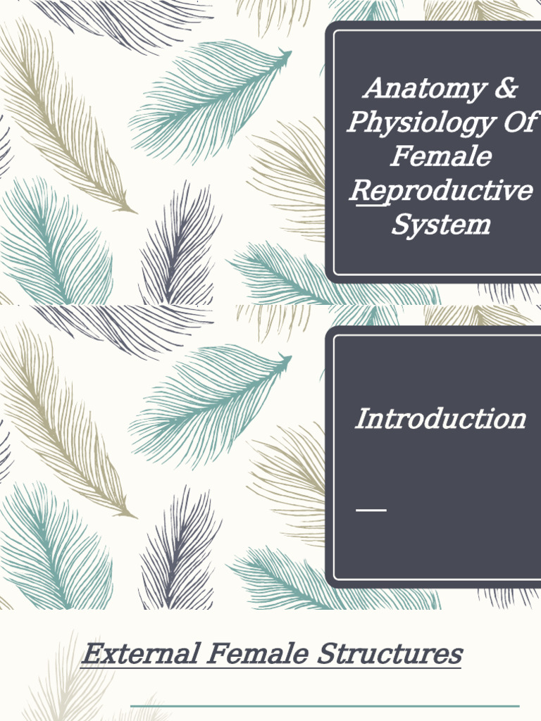 Female Reproductive System Anatomy | PDF | Labia | Uterus