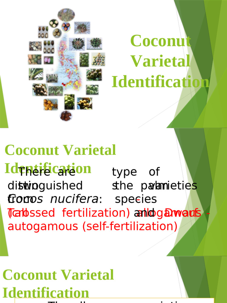 Coconut Varieties: Tall vs Dwarf | PDF | Coconut | Botany