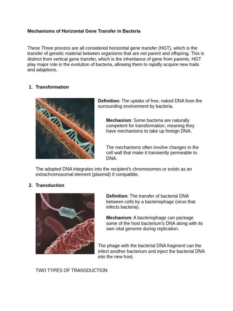 Horizontal Gene Transfer in Bacteria | PDF | Plasmid | Bacteria