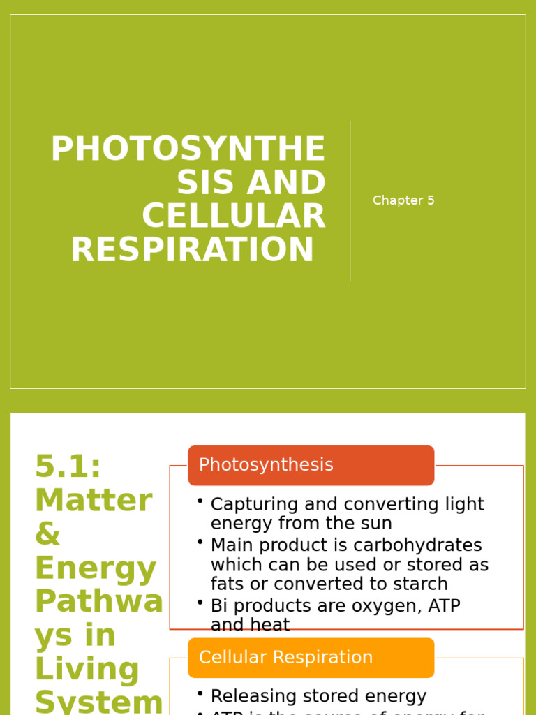 Unit C - Photosynthesis and Cellular Respiration | PDF | Cellular ...