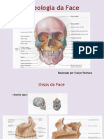 Anatomia Da Face