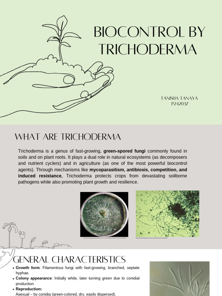 Trichoderma Biocontrol in Chickpeas | PDF | Fungus | Chickpea