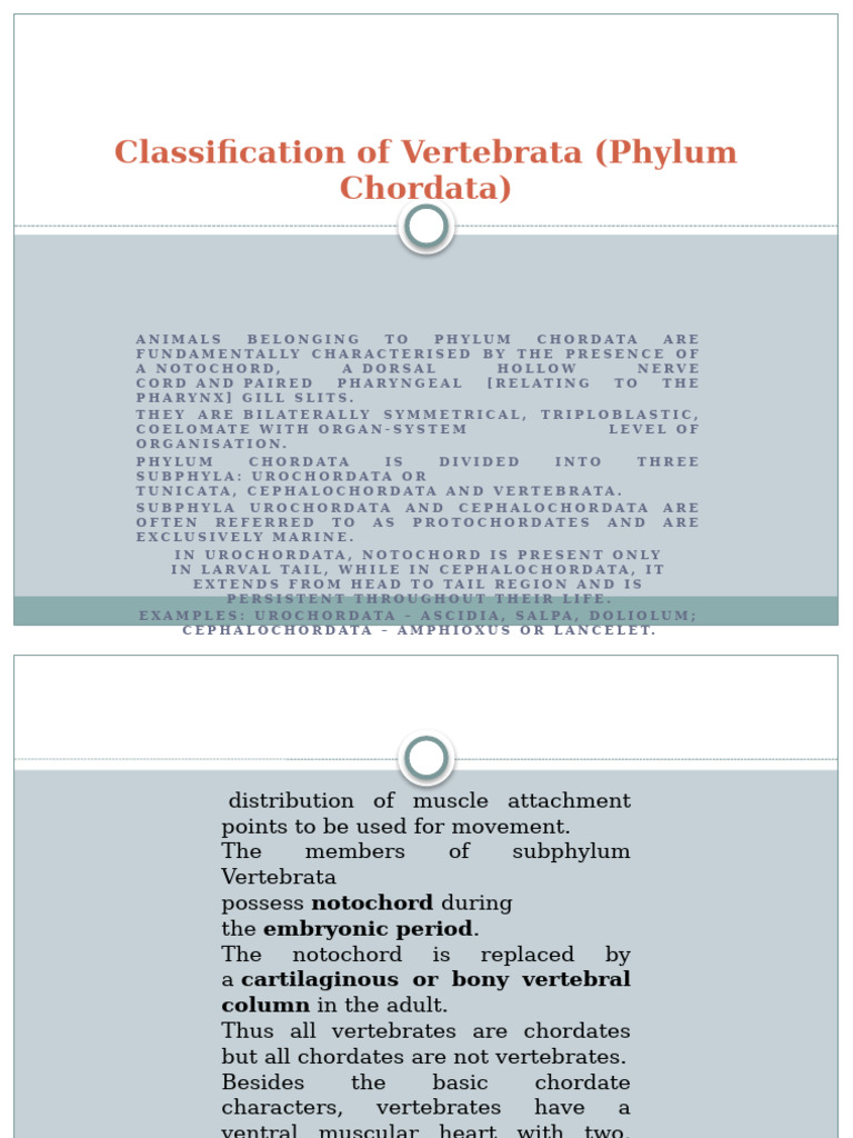 Overview of Phylum Chordata Animals | PDF | Aquatic Vertebrates | Chordates