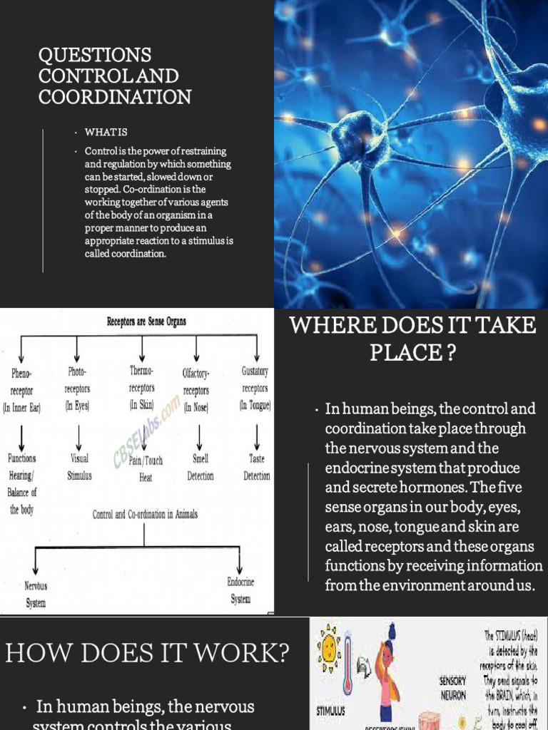 Control and Coordination in Humans | PDF | Nervous System | Central ...