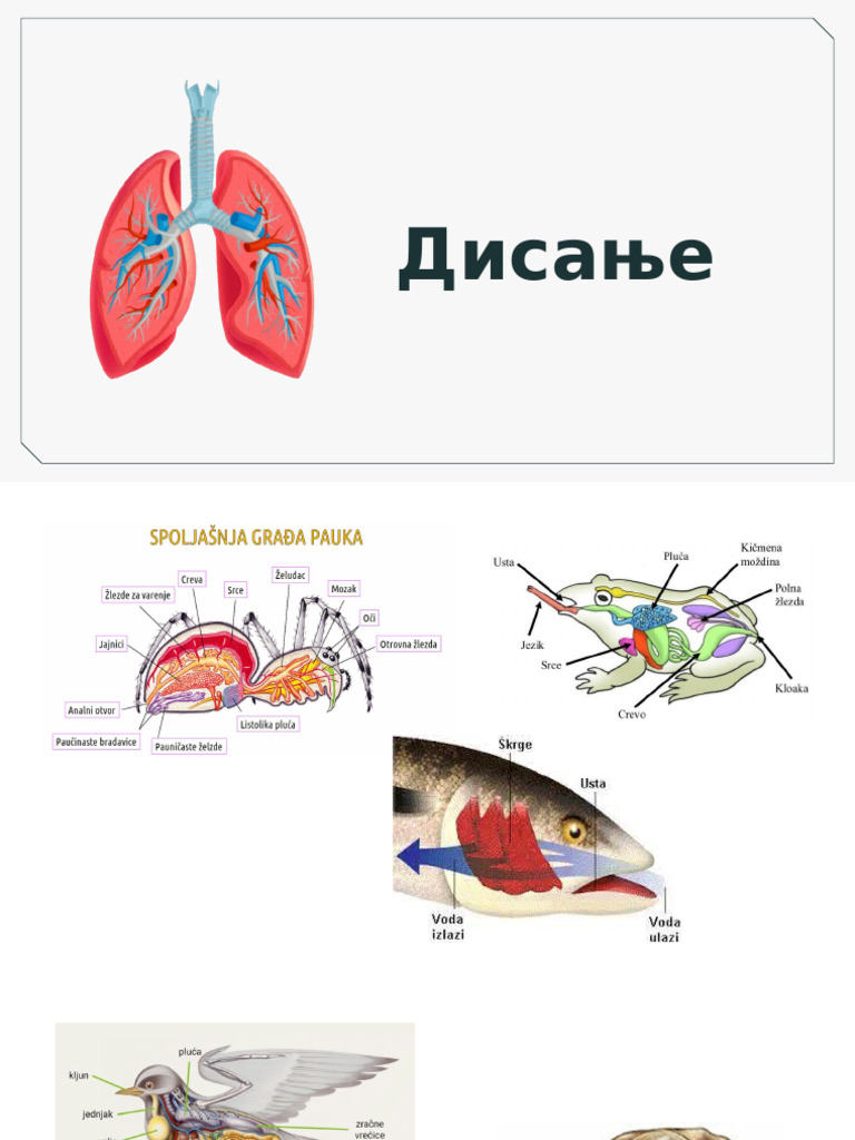 Disanje | PDF