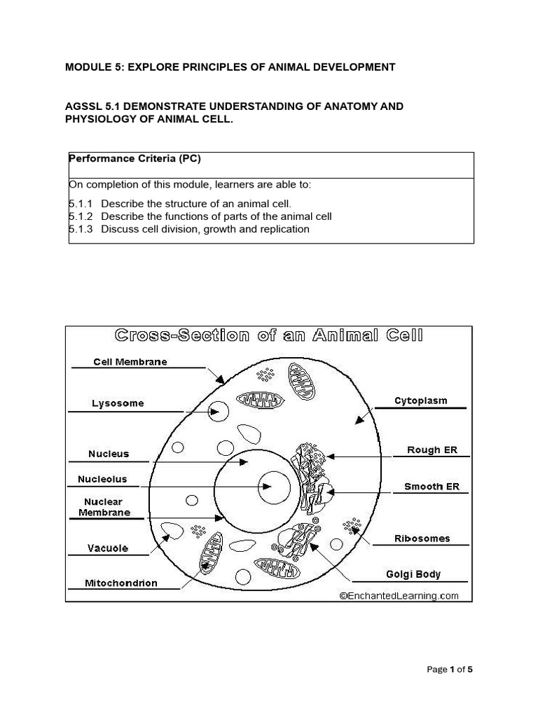 Animal Cell Structure and Growth Principles | PDF | Mitosis | Cell ...