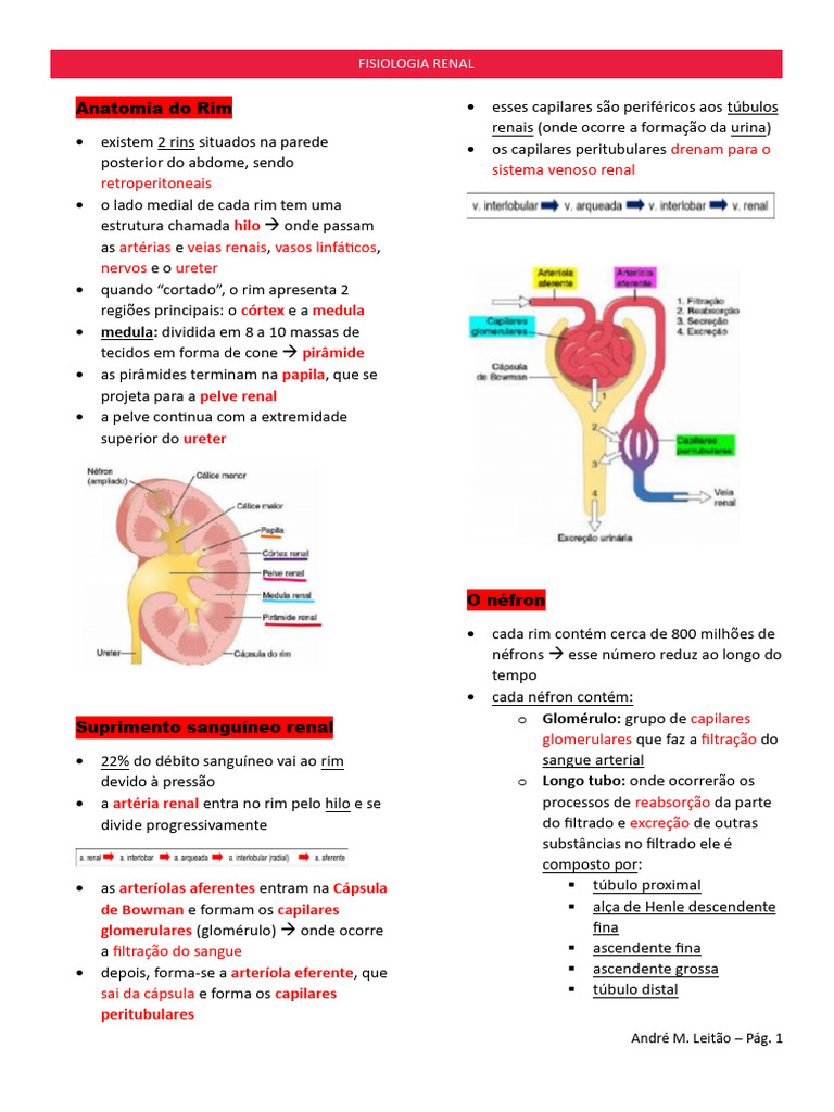 Anatomia e Função dos Rins | PDF | Rim | Anatomia