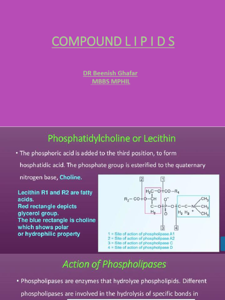 Compound Lipids | PDF
