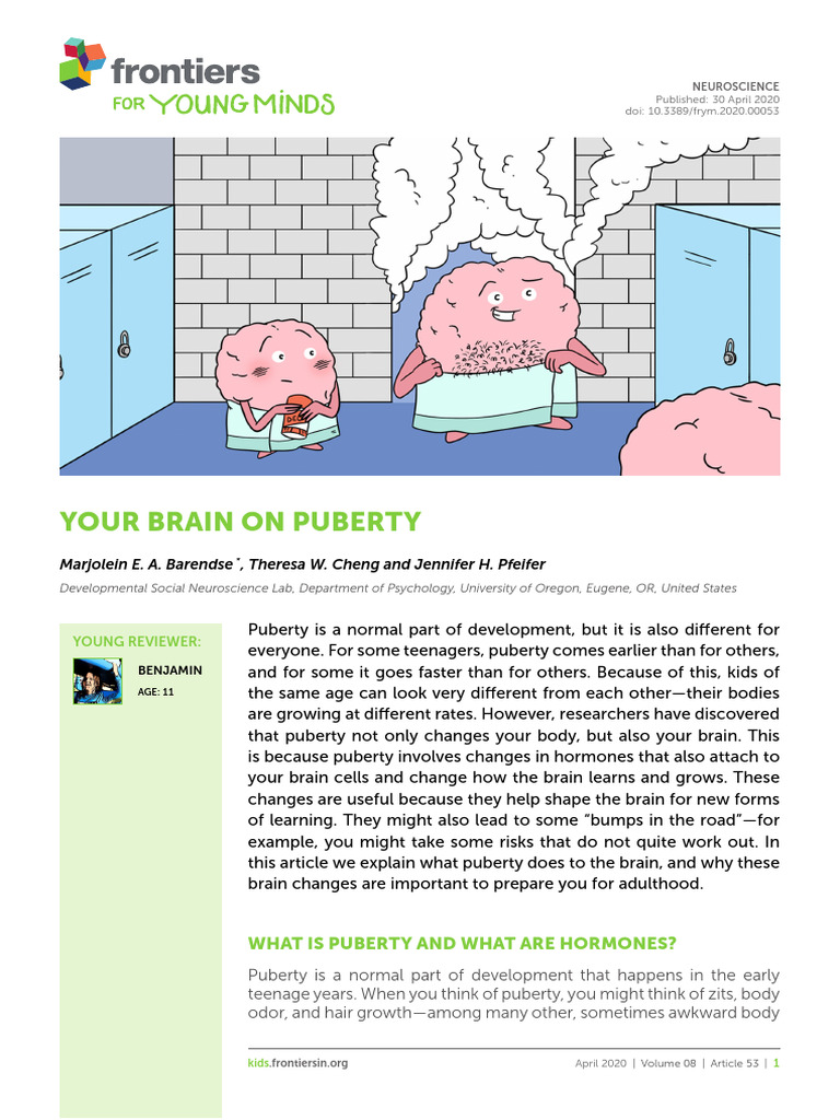 Brain Changes During Puberty | PDF | Puberty | Endocrine System