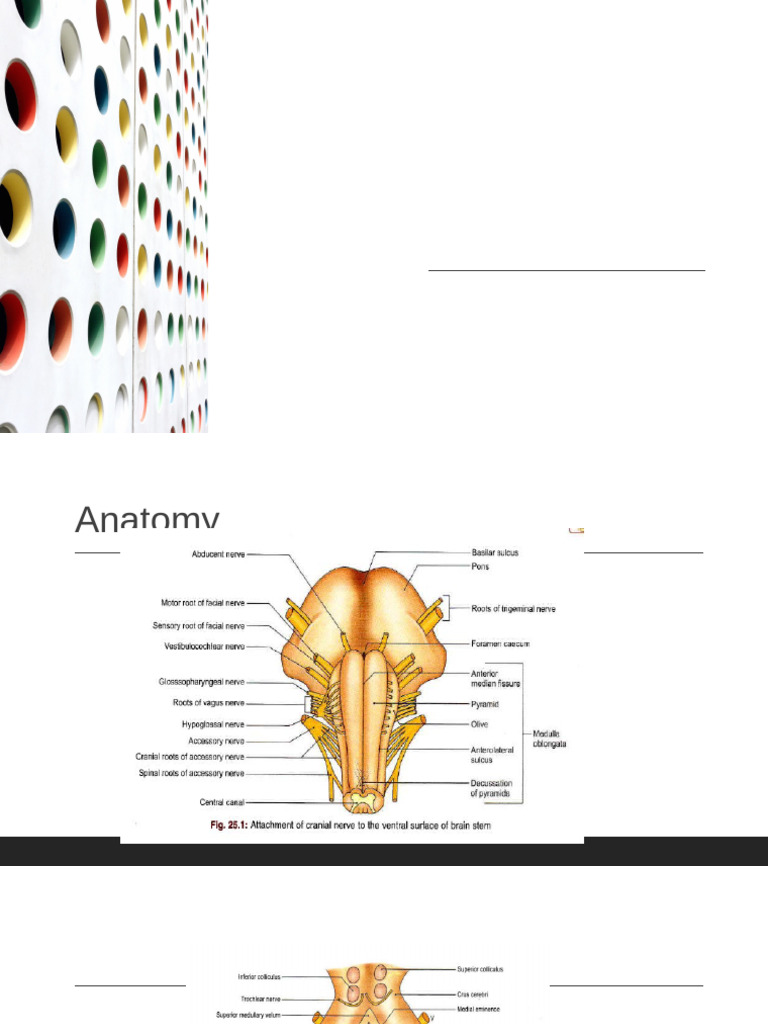 Brainstem Anatomy and Clinical Insights | PDF | Spinal Cord | Brainstem