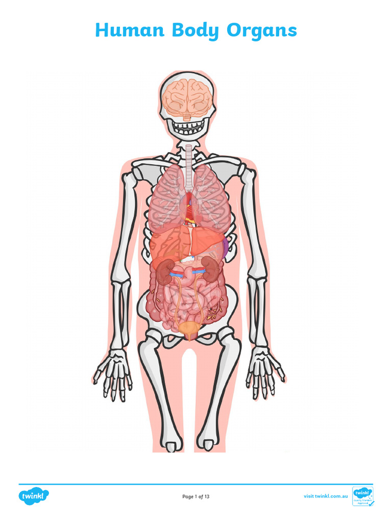 Human Body Organs | PDF