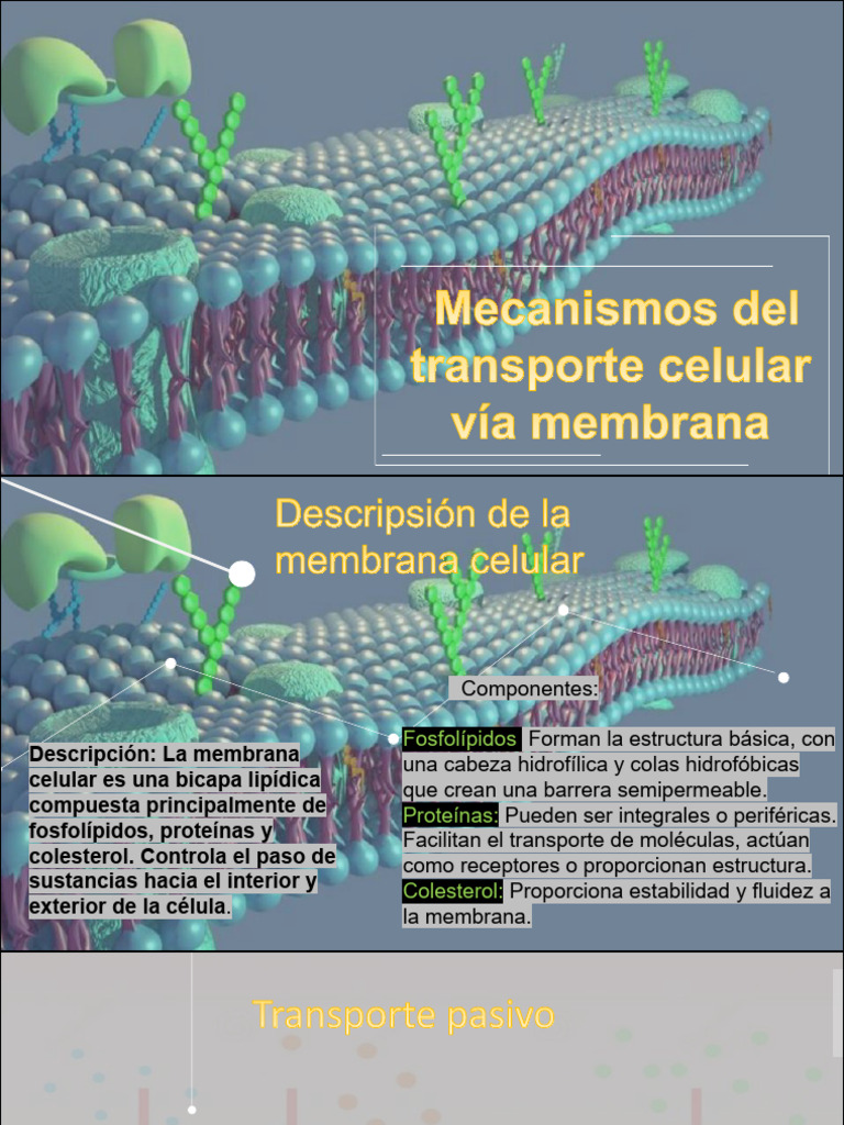 Estructura y función de la membrana celular | PDF
