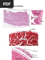 PRÁTICA HISTOLOGIA 1º FREQUÊNCIA