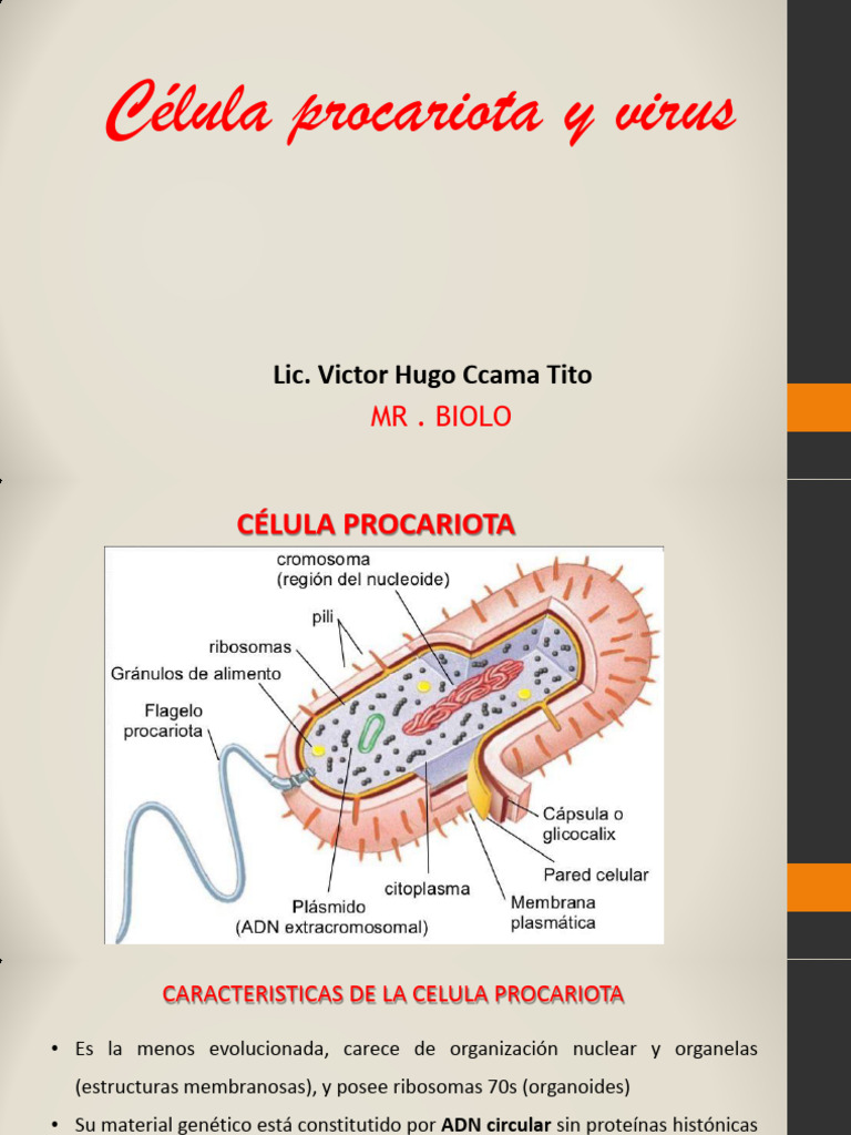 Estructura y función de células procariotas | PDF | Virus | Las bacterias
