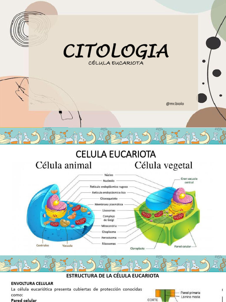 Estructura De La C lula Eucariota PDF Biolog a Celular Membrana 