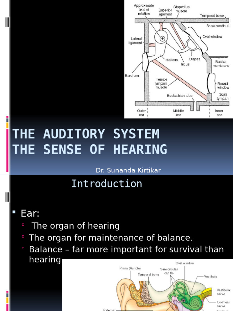 Understanding the Auditory System | PDF | Hearing | Auditory System